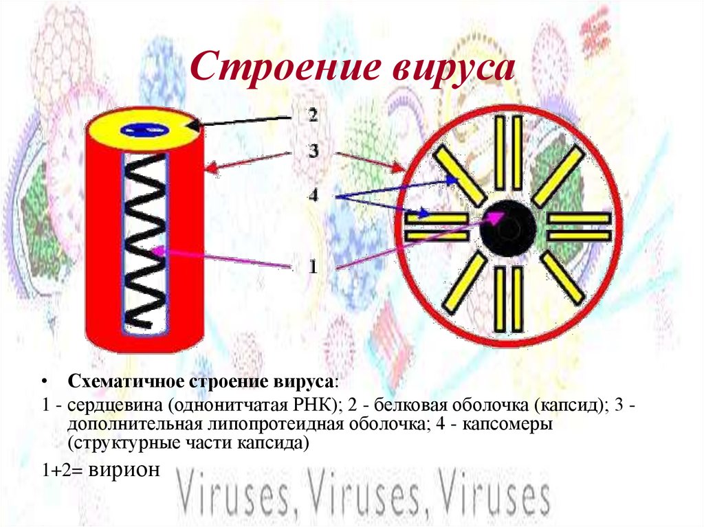 Строение вируса