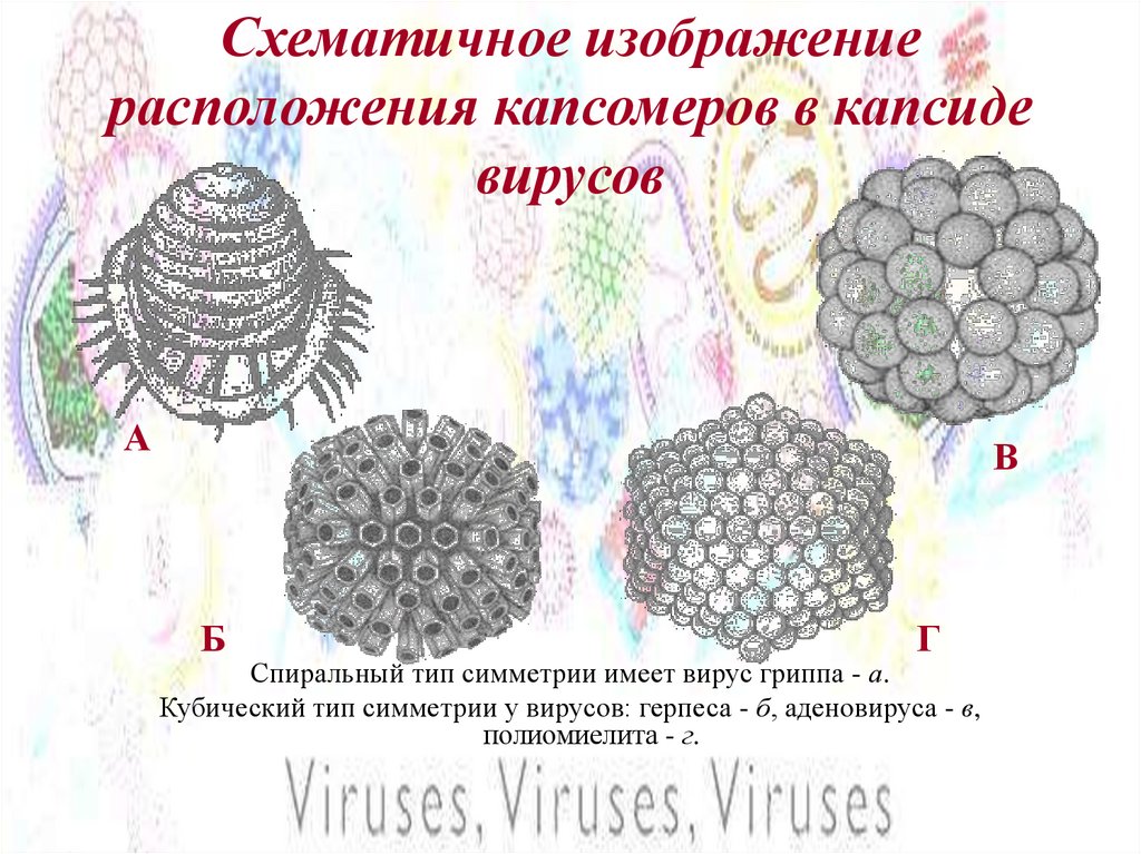 Схематичное изображение расположения капсомеров в капсиде вирусов