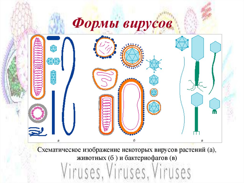 Формы вирусов