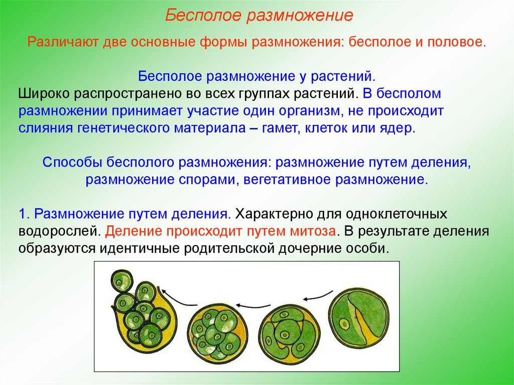 Нарисуйте схему бесполого размножения растений