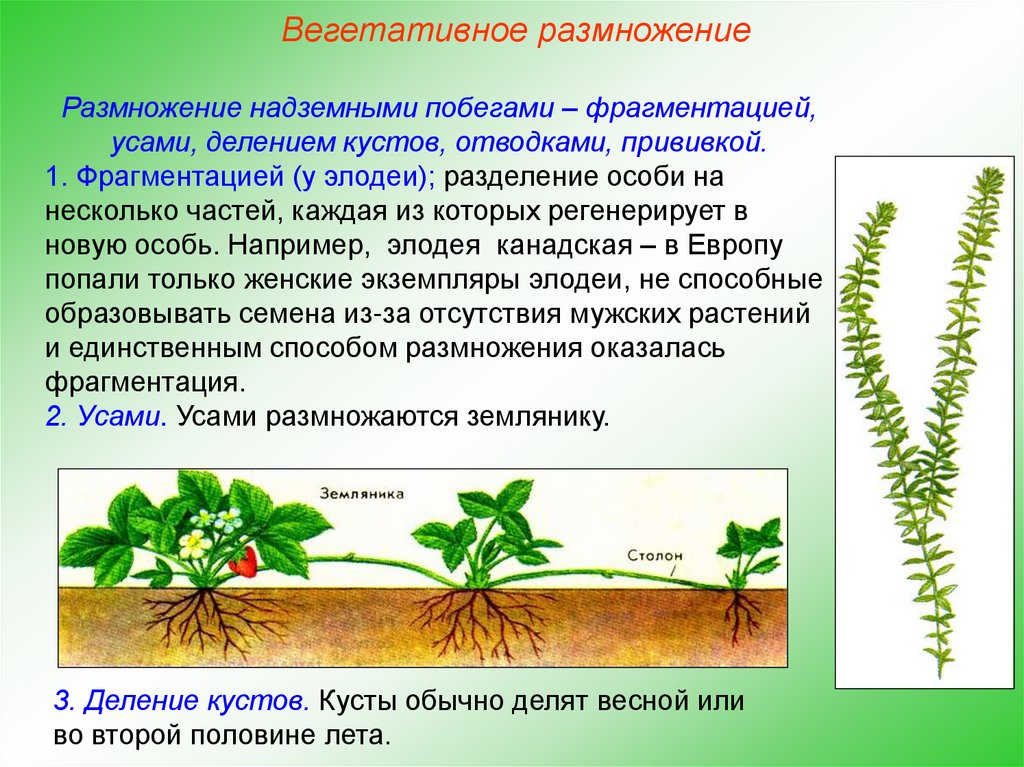Вегетативное предложение. Вегетативное размножение делением куста. Размножение растений делением. Вегетативное размножение растений делением куста. Вегетативное размножение фрагментация.
