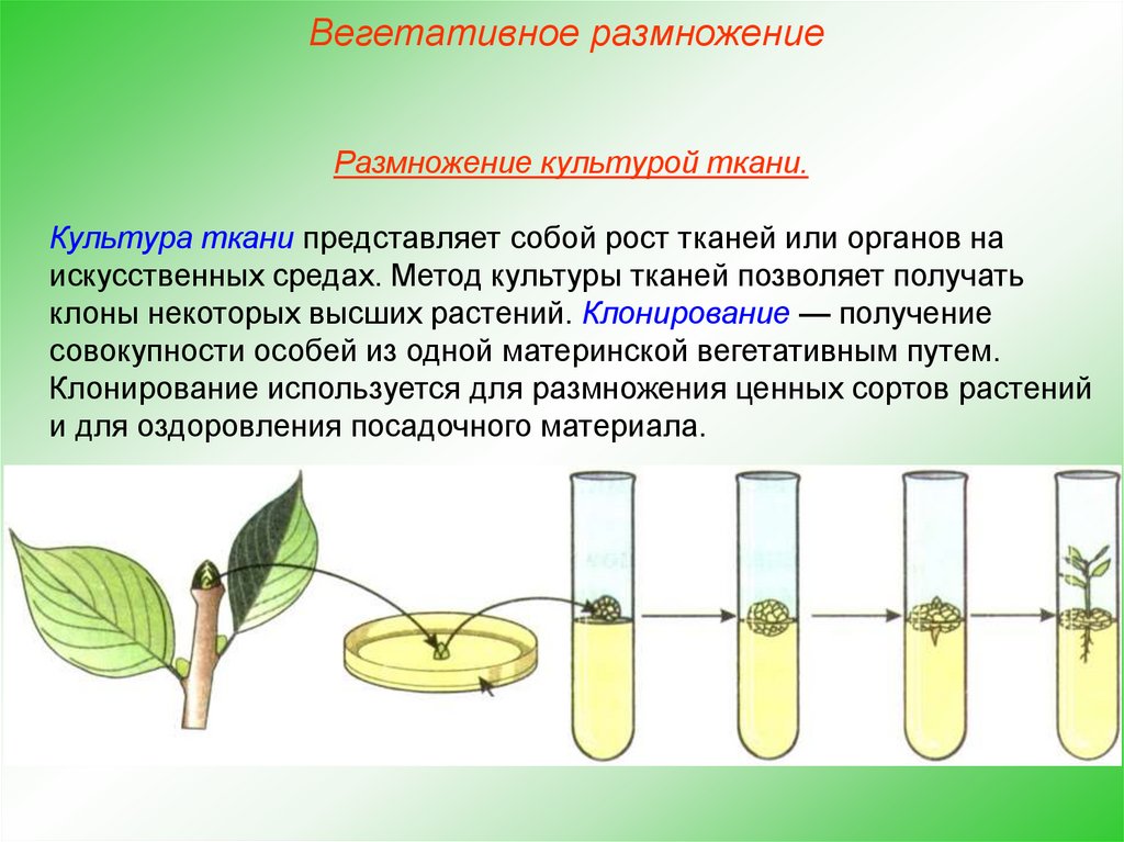 Этапы микроклонального размножения. Размножение растений культурой тканей. Микроклональное размножение растений схема. Культура тканей вегетативное размножение. Метод микроклонального размножения растений.