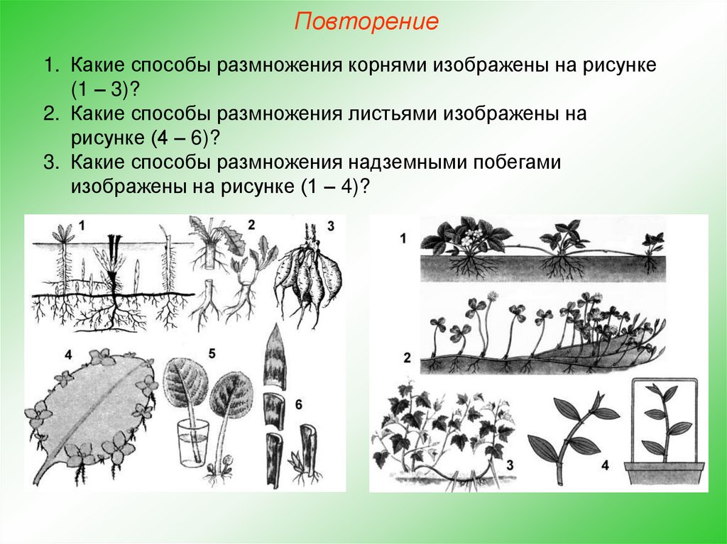 Вегетативное размножение рисунок