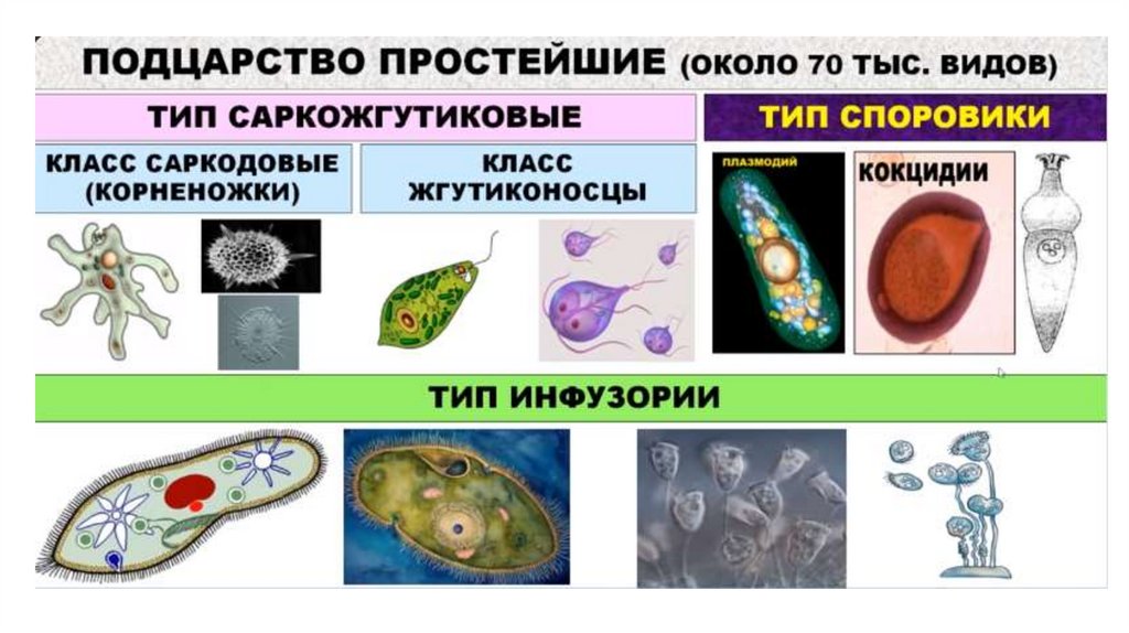 Тип саркожгутиковые примеры животных. Тип саркожгутиковые примеры животных
