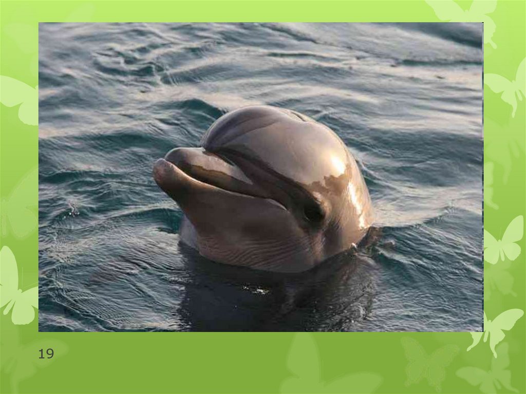 Инфразвук и животные. Дельфины слышат. Ультразвук и инфразвук в природе. Дельфины инфразвук. Животные использующие ультразвук.