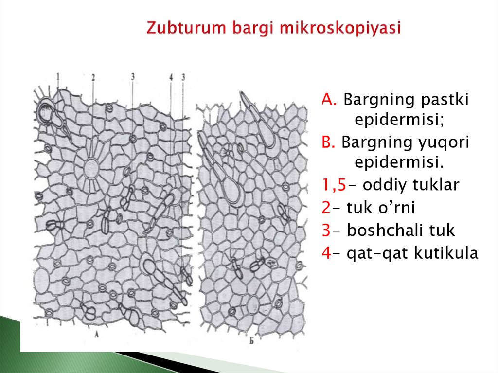 Zubturum bargi mikroskopiyasi