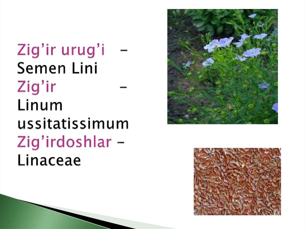 Zig’ir urug’i - Semen Lini Zig’ir - Linum ussitatissimum Zig’irdoshlar - Linaceae