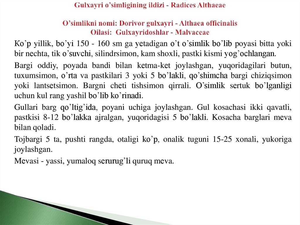 Gulxayri o’simligining ildizi - Radices Althaеaе   O’simlikni nomi: Dorivor gulxayri - Althaea officinalis Oilasi: