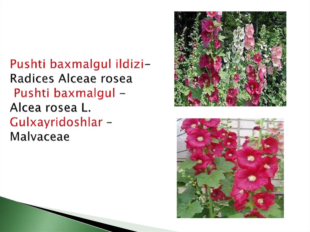 Pushti baxmalgul ildizi- Radices Alceae rosea Pushti baxmalgul - Alcea rosea L. Gulxayridoshlar –Malvaceae