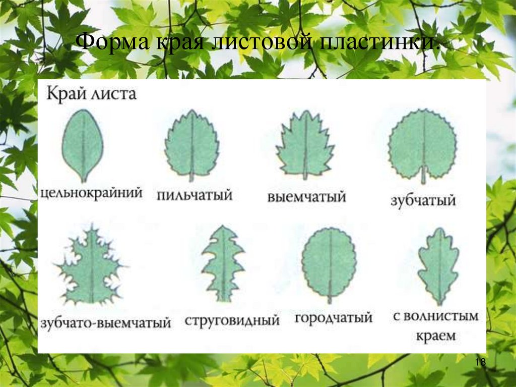 Типы листов строения