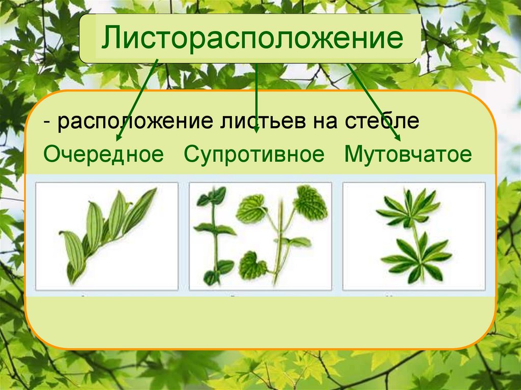 Листорасположение листьев 6 класс биология. Очередное супротивное мутовчатое листорасположение. Листорасположение листьев очередное супротивное мутовчатое. Листорасположение клевера гибридного. Листорасположение клена.