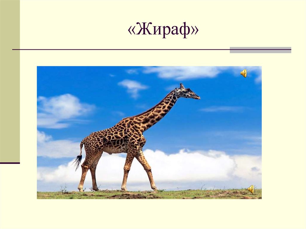 «Жираф»