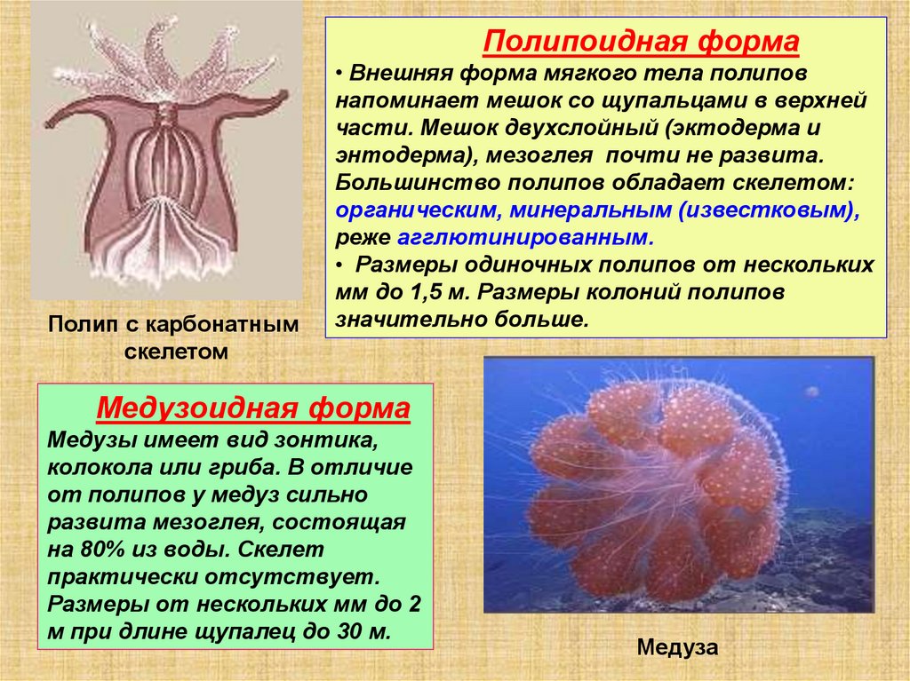 Мягкое тело заключено в. Тип Кишечнополостные полипы. Коралловые полипы Стрекающие. Медузы коралловые полипы таблица. Кишечнополостные полипы и медузы.
