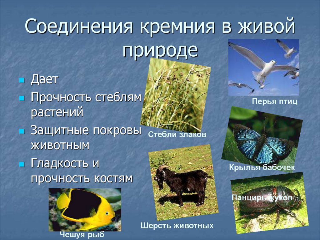 Придают стеблю прочность. Соединения кремния в живой природе. Соединения кремния в природе. Кремний в природе. Где содержится кремний в природе.