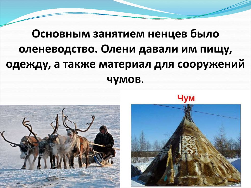 Занятие народов. Основные занятия ненцев. Основные занятия народов Сибири. Ненцы презентация. Основное занятие ненцев.