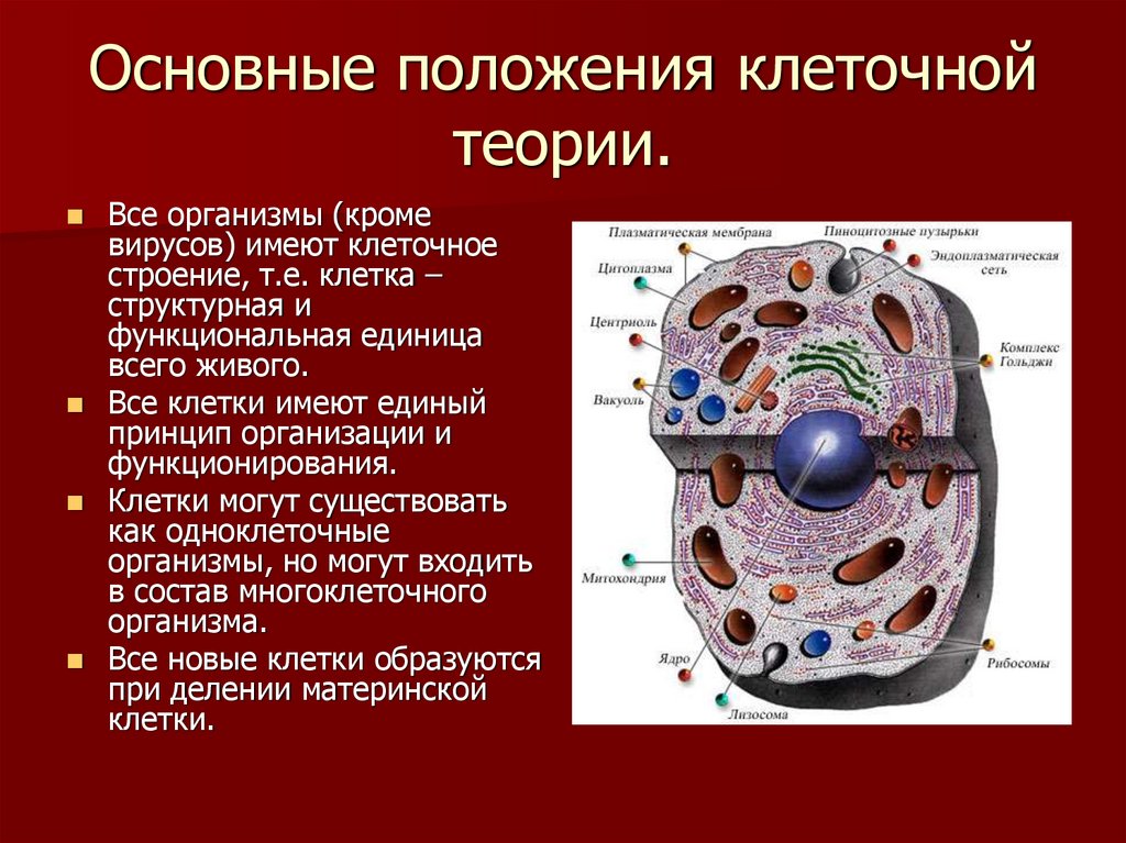 Функциональная организация клетки. Клеточное строение общее строение. Основные структуры клетки 9 класс. Клетка клеточная теория строения организмов. Теория клеточного строения живых организмов.