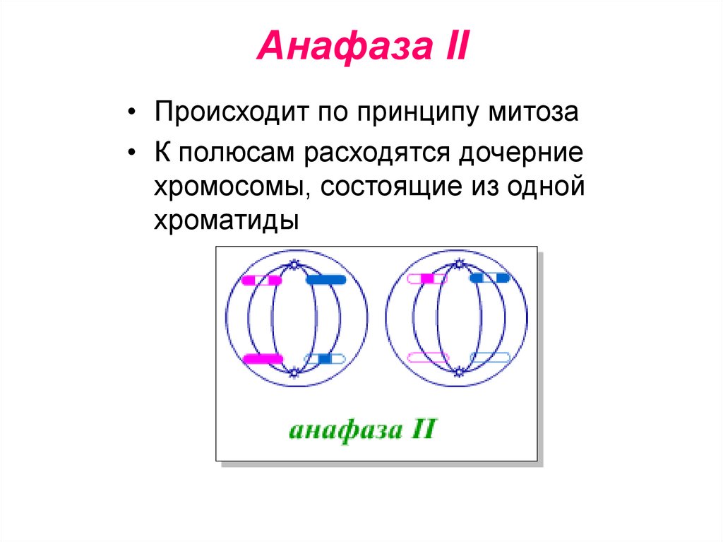 Набор хромосом в телофазе мейоза 1. Meyoz krossingover. Анафаза митоза рисунок.