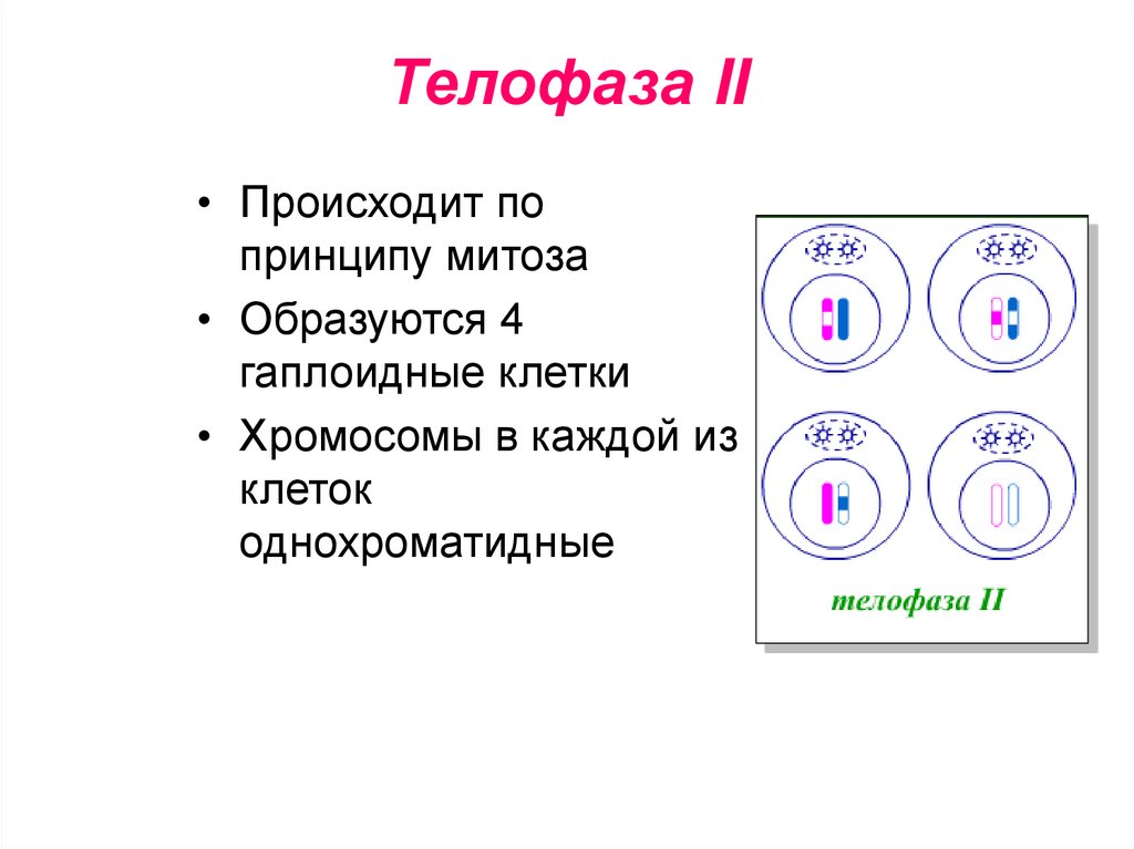 Телофаза. Телофаза характеристика. Телофаза 2 формула. Телофаза формула.