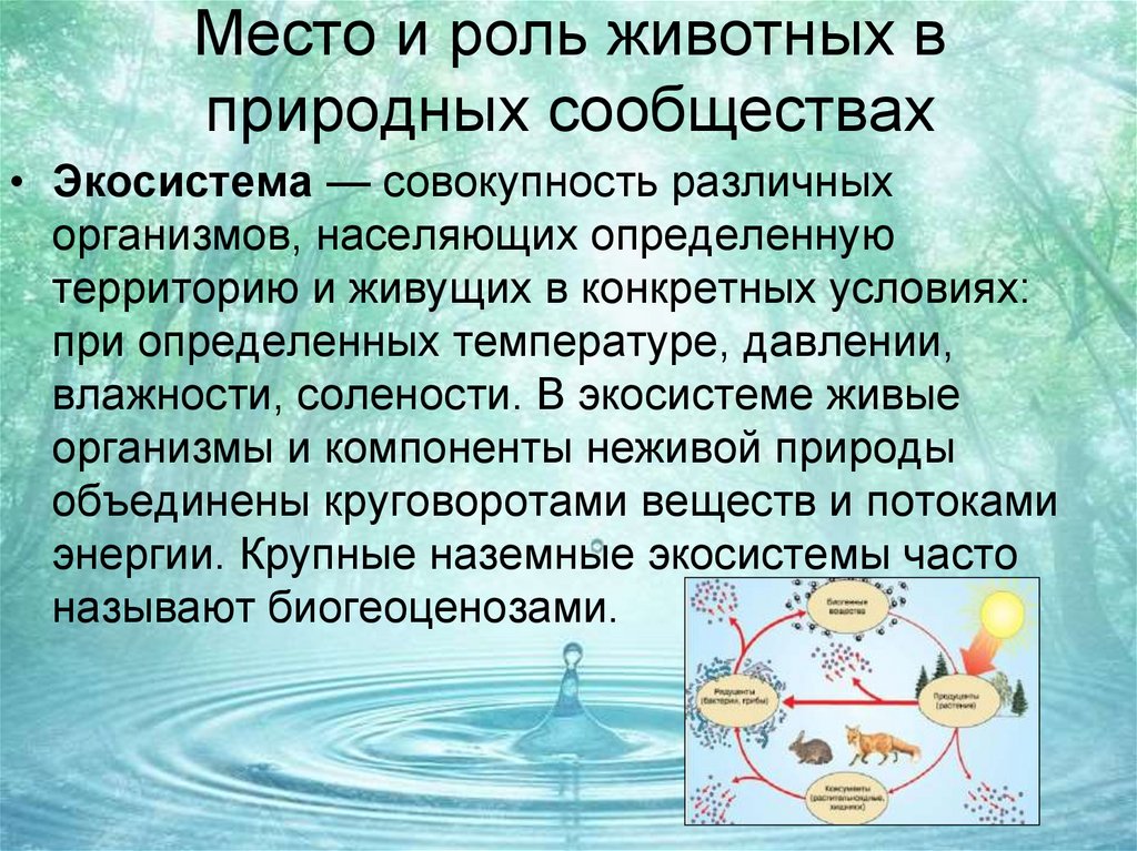 План сообщения восстановление численности млекопитающих