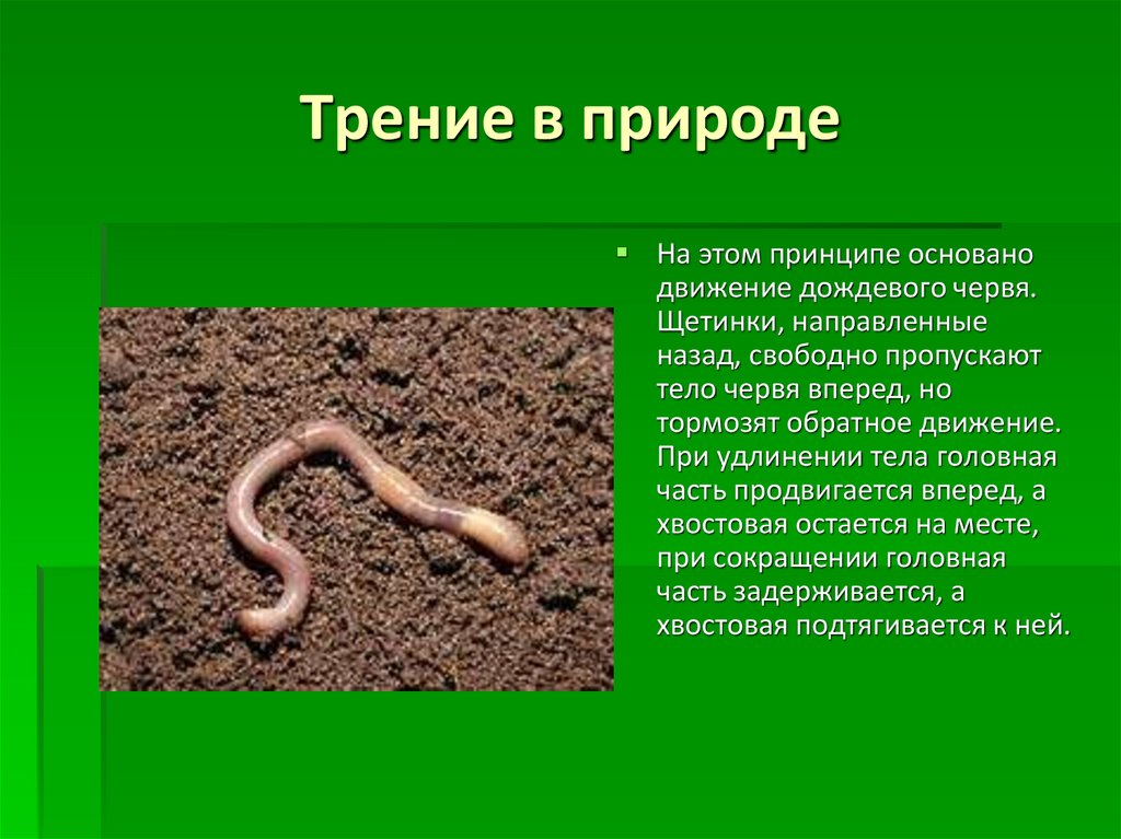 Дождевой червь какая биологическая наука