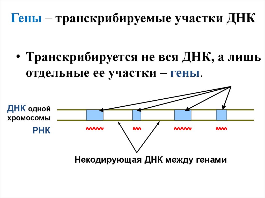 Последовательность транскрибируемой цепи гена днк. Структура Гена. Структура генов.
