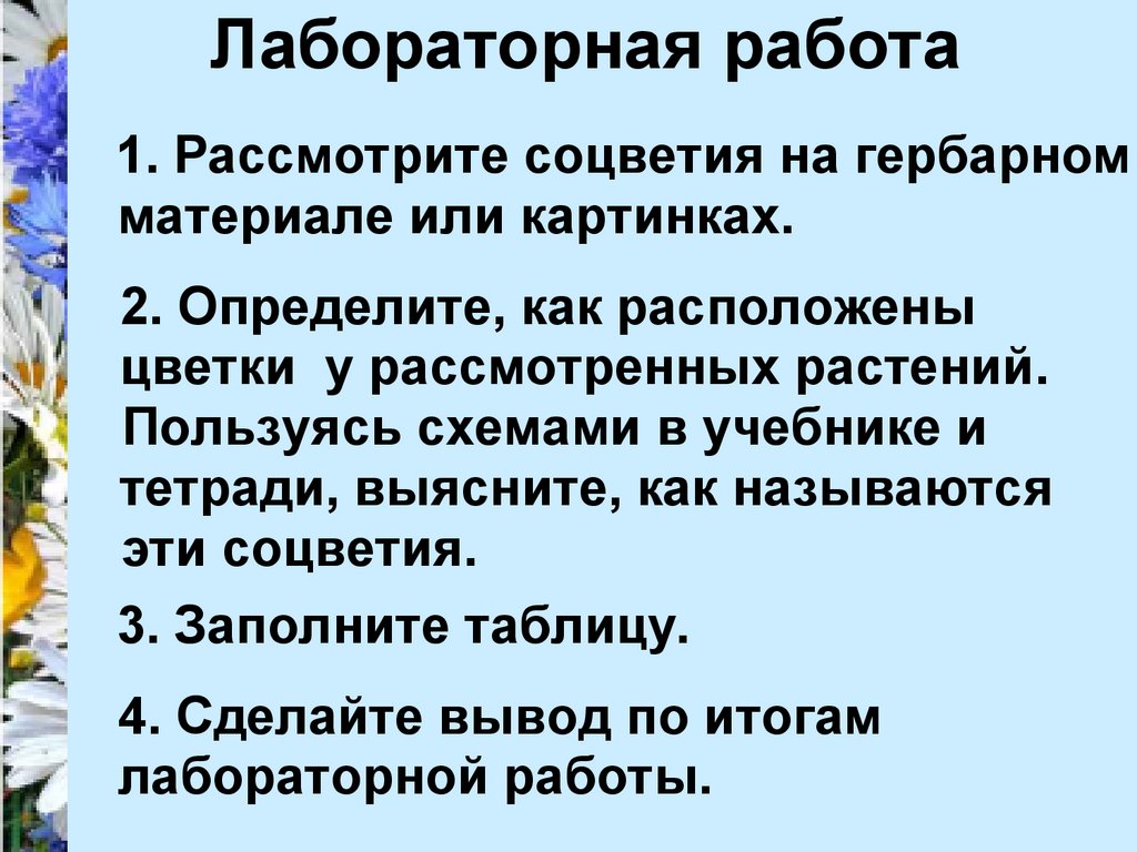 Лабораторная соцветия 6 класс. Лабораторная работа соцветия. Лабораторная по биологии на тему соцветия. Лабораторная работа тема соцветия. Вывод соцветия биология 6 класс.