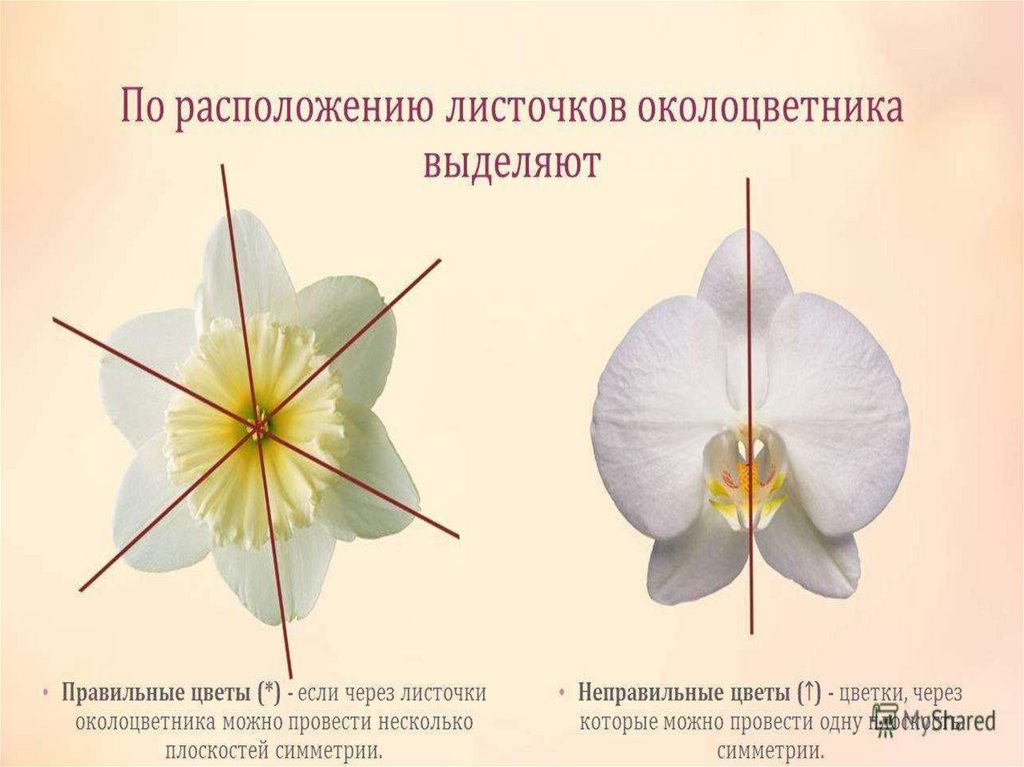 Определение понятию цветок. Типы околоцветника цветка. Цветок с правильным околоцветником. Лист околоцветника. Листочки околоцветника.