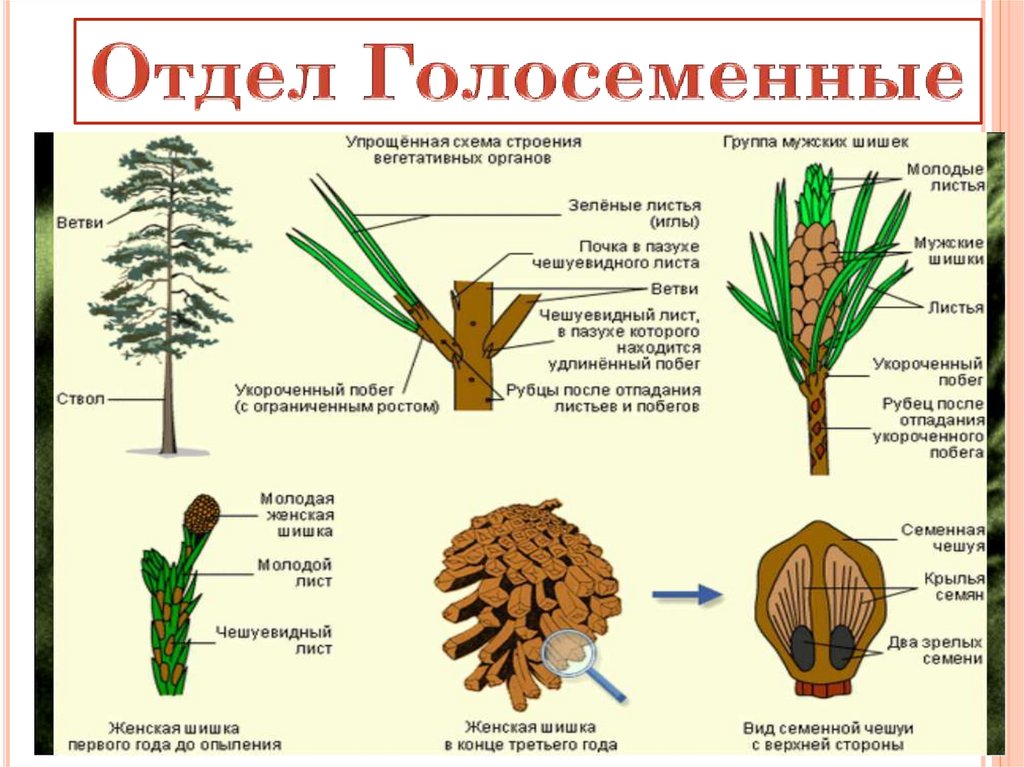 Многообразие растений и их значение в природе