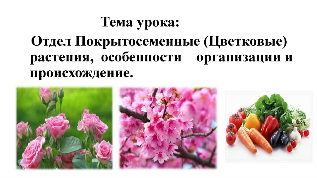 Характерные цветы для покрытосеменных