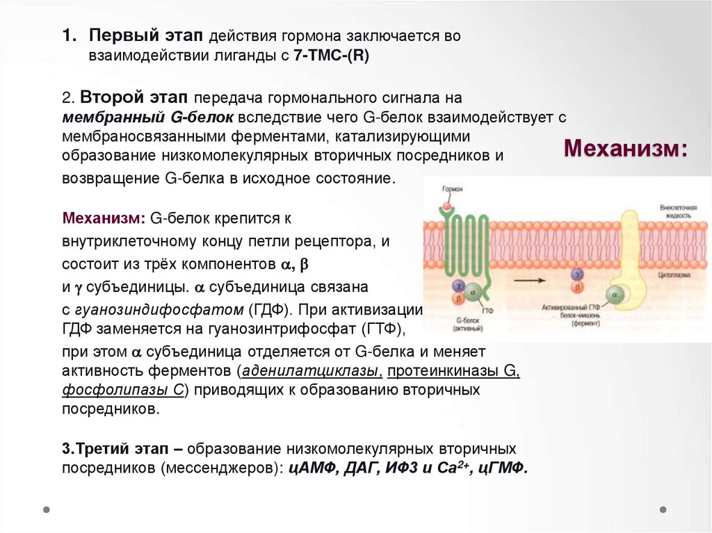 Вторичные посредники