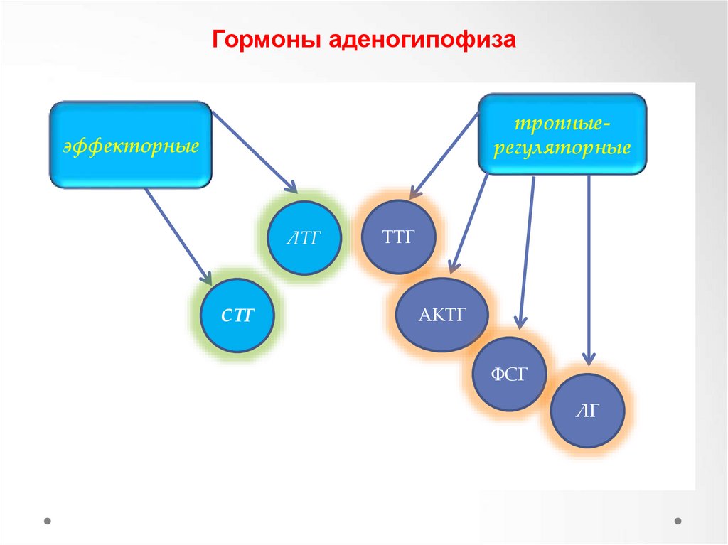 Гормоны аденогипофиза