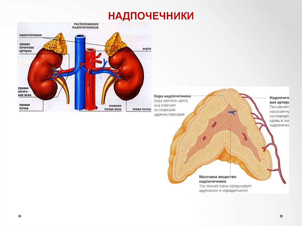 Надпочечники белок. Надпочечники строение анатомия. Надпочечники место расположения. Надпочечники схема. Почки и надпочечники.