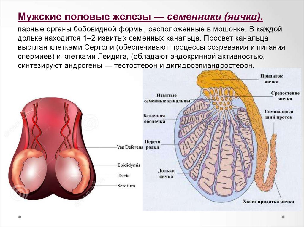 Мужские яички органы. Половые железы семенники строение. Мужские половые железы семенники. Строение яичка. Мужские половые органы яичко.