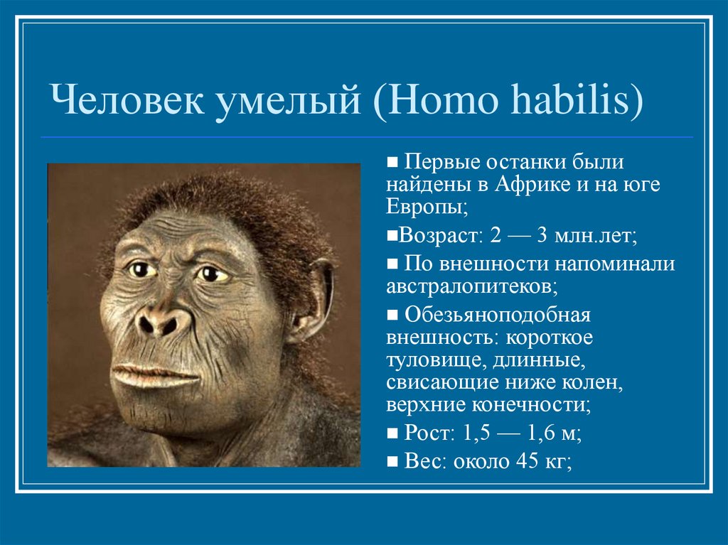 Первые представители рода человек. Хомо хабилис. Человек умелый. Человек умелый homo habilis. Хомо хабилис Возраст.