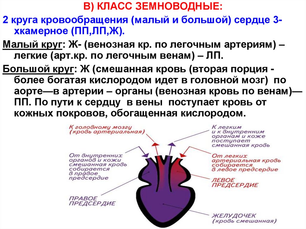 Эволюция сердца у земноводных. Схема малого круга кровообращения у земноводных. Малый круг кровообращения у земноводных схема. Лёгочный круг кровообращения лягушки. 2 Круга кровообращения у земноводных схема.