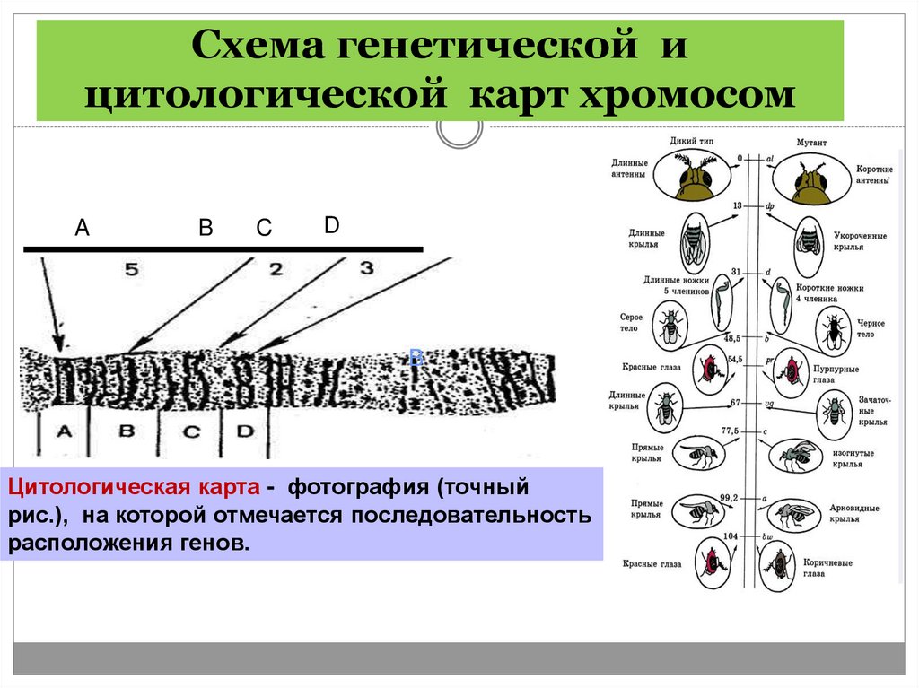 Схема генетического ряда металла. Цитологические карты хромосом. Задачи на хромосомные карты. Построение хромосомных карт. Хромосомная карта пример.