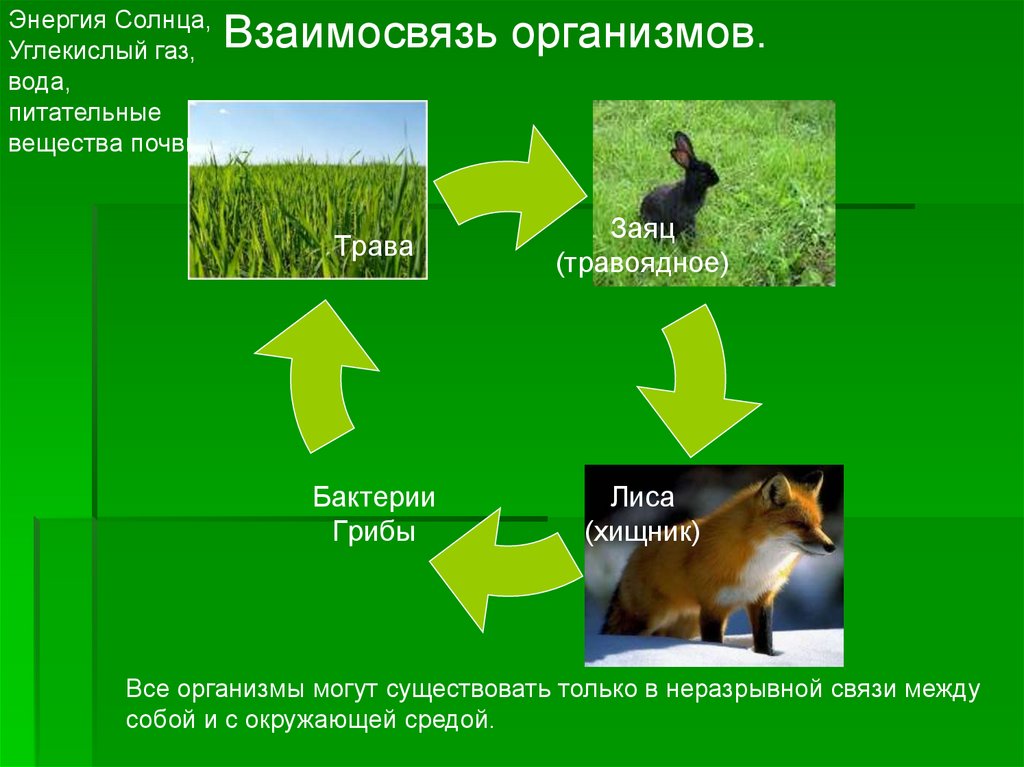 Взаимодействие организмов в природном сообществе 5 класс. Связь организма с окружающей средой. Взаимосвязи организмов в сообществе. Взаимосвязи организмов и окружающей среды. Взаимосвязи животных.