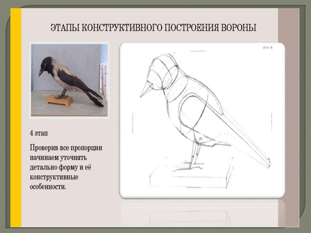 Зарисовка чучел птиц. Рисование. 6 класс - презентация онлайн