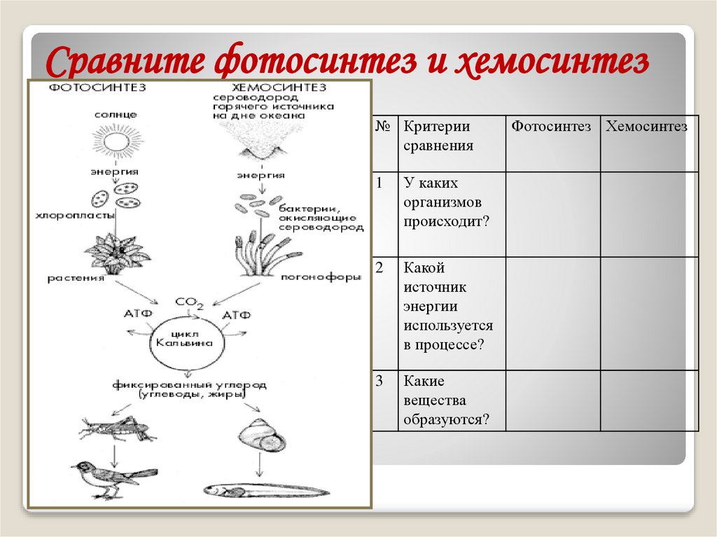 Фотосинтез и хемосинтез таблица