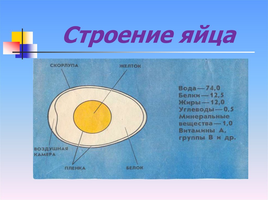 Строение яйца кур