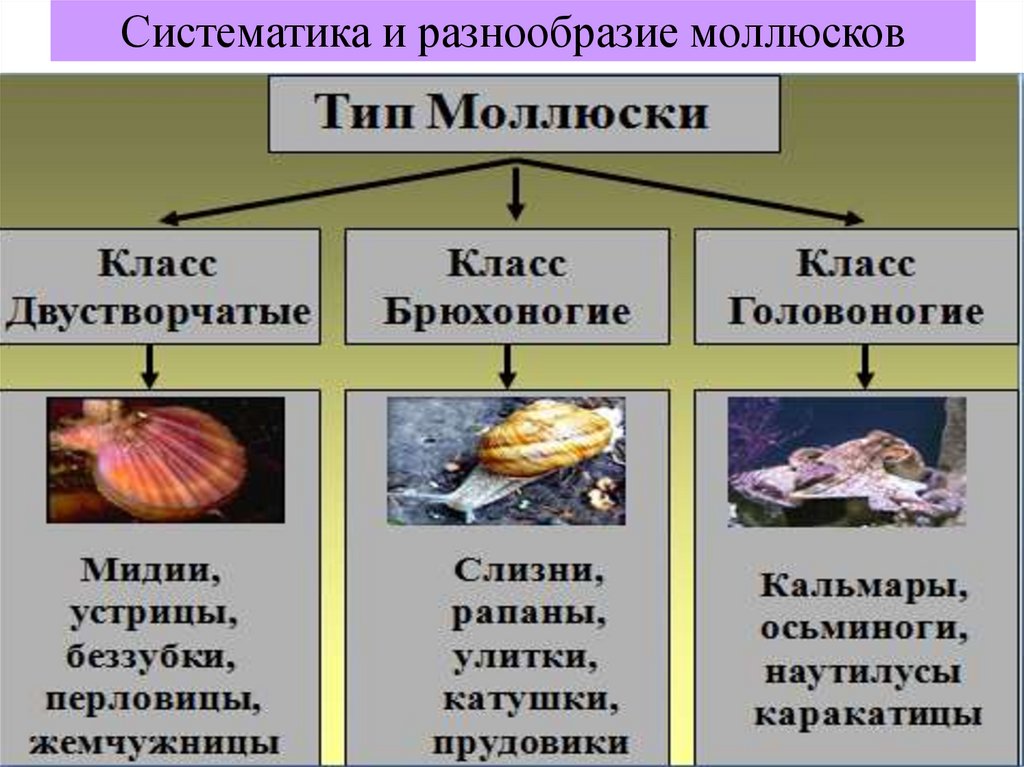 Перечислить классы моллюсков. Тип моллюски классификация. Разнообразие моллюсков. Моллюски таблица. Моллюски систематика.