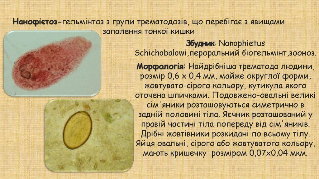 Нанофієтоз - презентация онлайн
