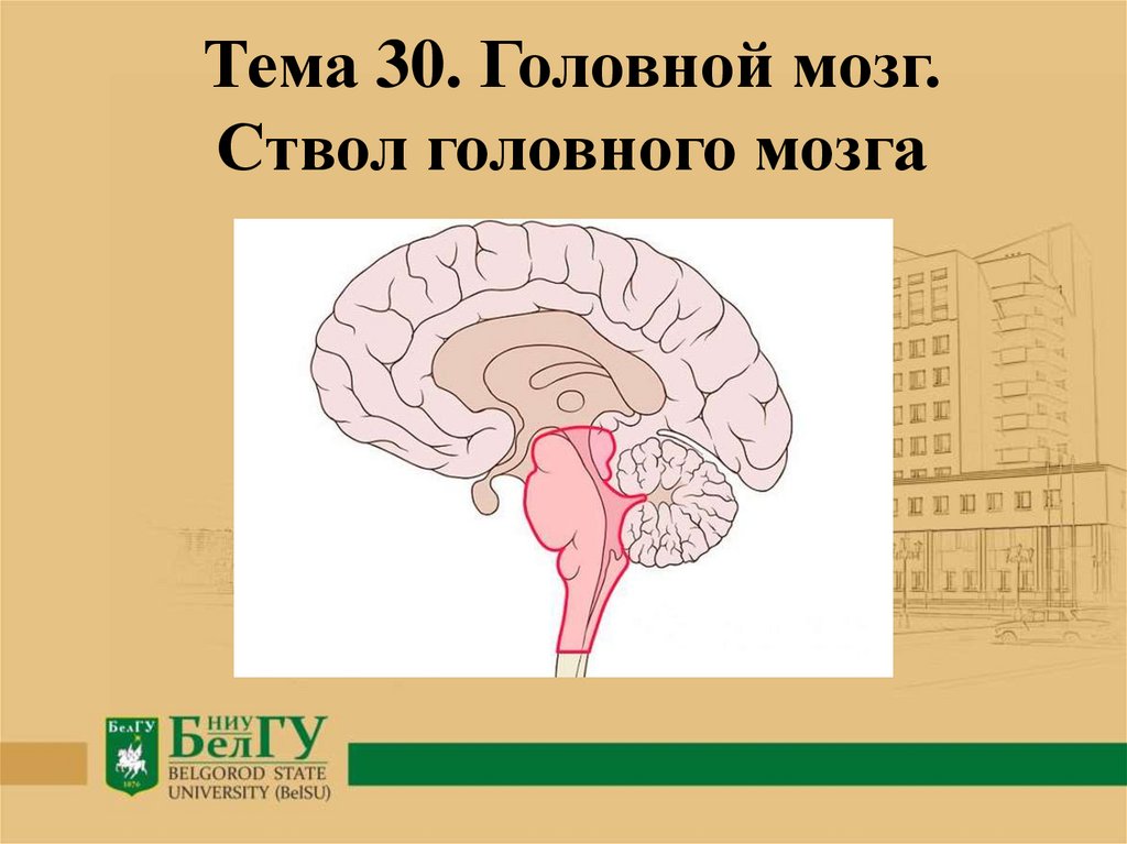 Тест по теме мозг 8 класс. Ствол головного мозга. Головной мозг ствол мозга. Бляшки в стволе головного мозга. Перелом ствола головного мозга.