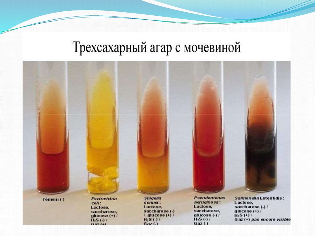 Физиология микроорганизмов - презентация онлайн