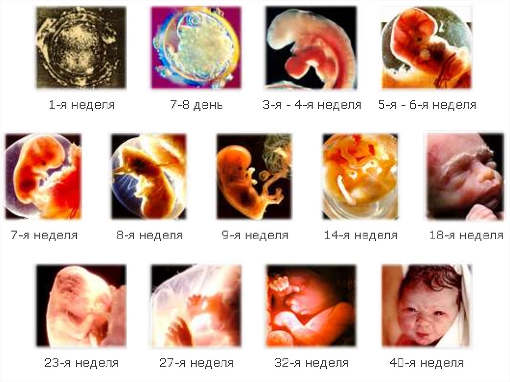 Развитие организма после рождения. Онтогенез индивидуальное развитие человека. Онтогенез человека презентация. Онтогенез 10 класс.