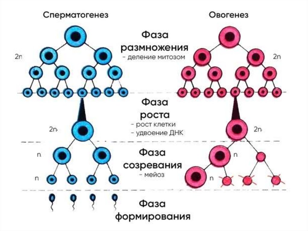 Из каких клеток образуются сперматогонии. Стадии сперматогенеза схема. Схема сперматогенеза и овогенеза. Схема основных этапов сперматогенеза и овогенеза. Стадия размножения овогенеза и сперматогенез таблица.