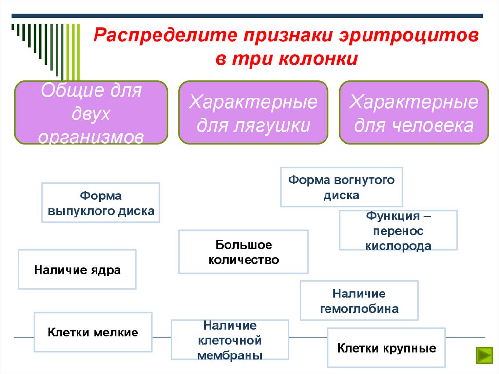 Признаки эритроцитов. Признаки характерные для эритроцитов. Признаки характерные для эритроцитов человека. Форма эритроцитов человека и лягушки таблица. Форма эритроцитов человека и лягушки.