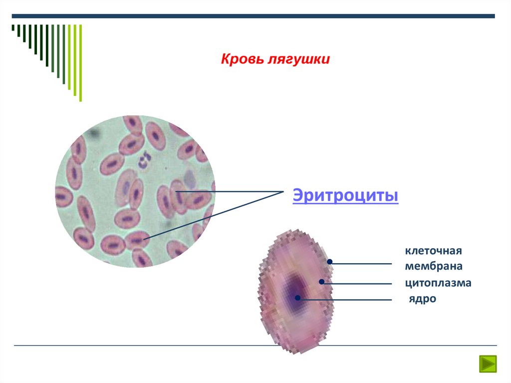 Мазок крови лягушки рисунок