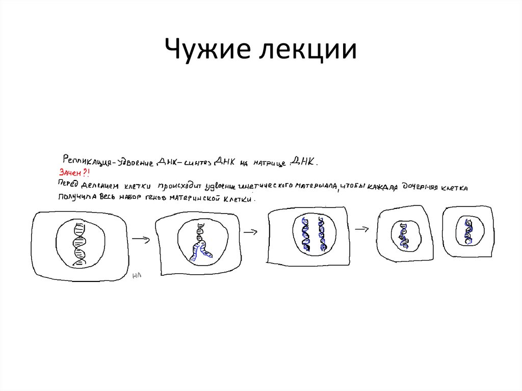 Репликация ДНК - презентация онлайн