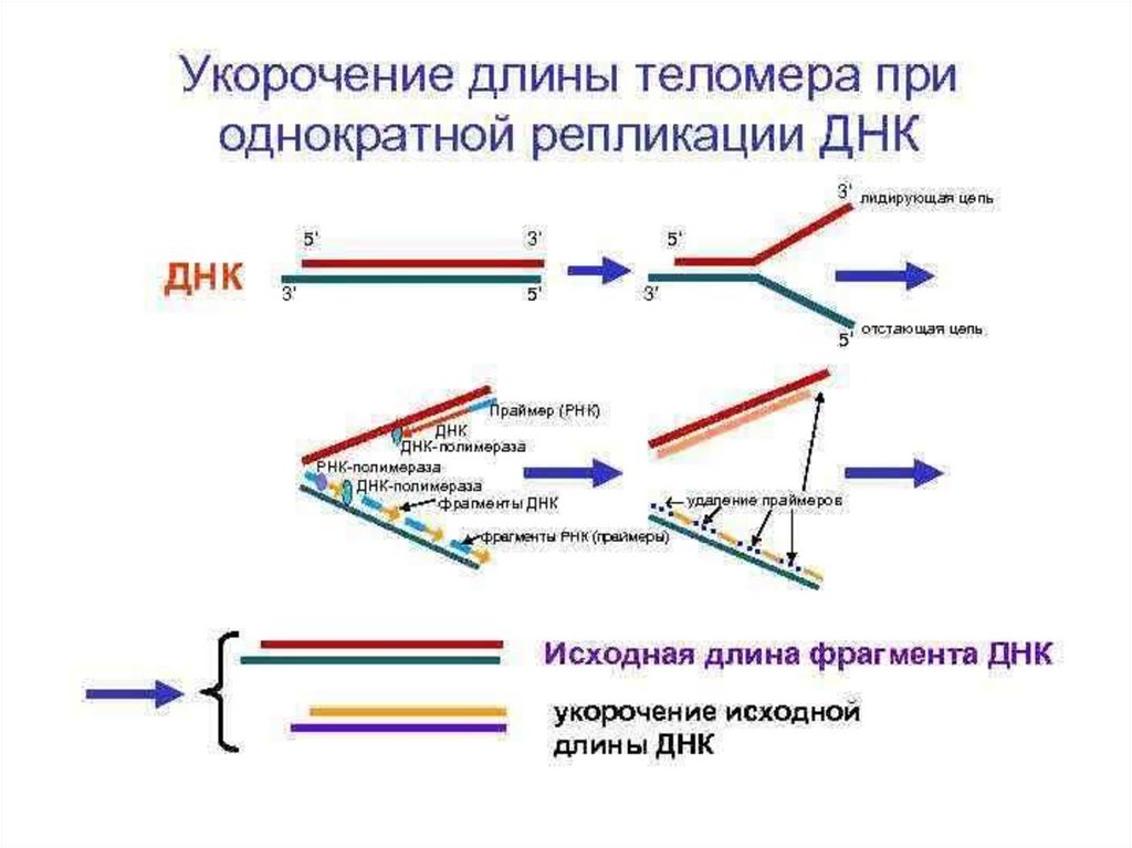 3 репликация днк. Лидирующая цепь ДНК при репликации. Репликация теломерных участков хромосом. Механизм укорочения теломер биохимия. Теломераза в репликации.